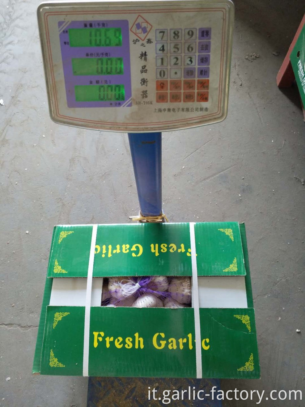 Normal White Garlic Purple Garlic Price 